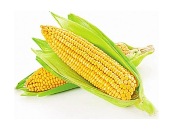 玉米（mǐ）配送