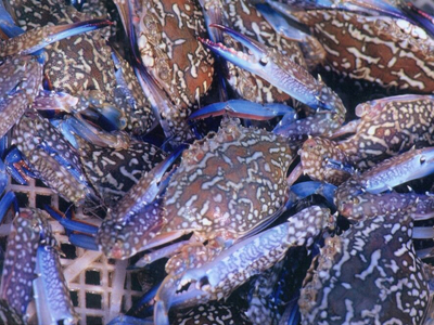 花蟹配送（sòng）