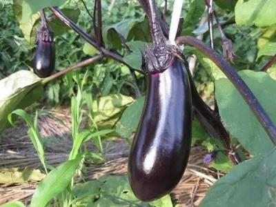 食（shí）用茄子都有哪些功效，日常要如何（hé）挑（tiāo）選呢（ne）？