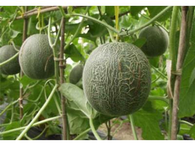 網紋甜瓜配（pèi）送