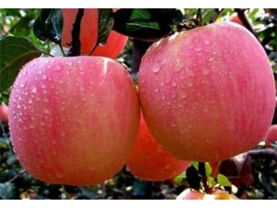 蘋果、紅富士配（pèi）送