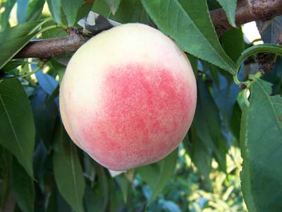 水蜜桃（táo）配送