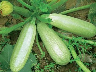 深圳送菜公司主要工作（zuò）以及配（pèi）送模式